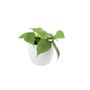 Trailing Heartleaf Philodendron In 12cm Pot, thumbnail 6 of 12