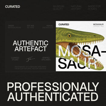 Mosasaurus Tooth And Watercolour Illustration Box Frame Real Authentic Dinosaur Fossil Museum Quality Interior Design Home Decor Gift Ornament, 3 of 6