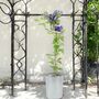 Clematis General Sikorski –3 L Climbing Garden Plant, thumbnail 5 of 5