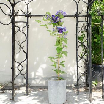 Clematis General Sikorski –3 L Climbing Garden Plant, 5 of 5