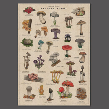 British Mushroom Artwork/Fungi Illustration Print, 4 of 11
