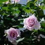 Climbing Rose Blue Moon One Plant In Five Litre Pot, thumbnail 2 of 5