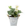 Hellebore Christmas Carol 15cm In Heart Planter, thumbnail 2 of 2