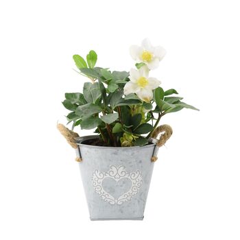 Hellebore Christmas Carol 15cm In Heart Planter, 2 of 2