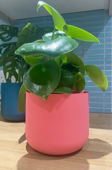 3D Printed Curved Plant Pot – Gardening Gifts, 3 of 9