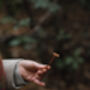 Foraging Experience Walk For Two In The South Downs, thumbnail 5 of 12