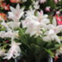 White 'Malissa Dancer' Christmas Cactus 13cm Pot, thumbnail 2 of 6