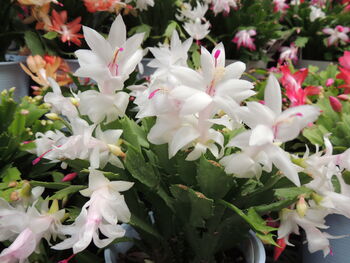 White 'Malissa Dancer' Christmas Cactus 13cm Pot, 2 of 6