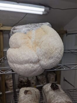 Lions Mane Mushroom Growing Kit Ready To Grow, 7 of 7