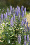 Salvia 'Crystal Blue', thumbnail 1 of 7