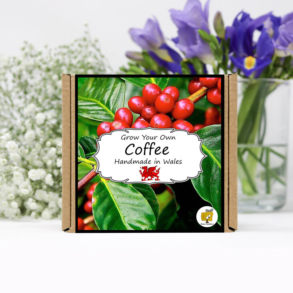 Grow Your Own Coffee Plant Growing Kit, 1 of 4