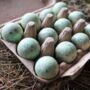 Box Of 60 Light Green Quails Eggs, thumbnail 7 of 11
