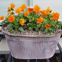 Flowers Pansy 'Clear Orange' Six X Plant Pack, thumbnail 3 of 8