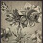Antique Floral Vanilla Fly Poster 70 X 100, thumbnail 3 of 3