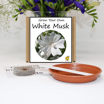 Gardening Gift. Grow Your Own White Musk, 2 of 3