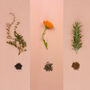 Grow Your Own Welsh Herbs Seed Kit, thumbnail 2 of 7