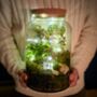 Large Diy Terrarium Kit With Three Plants And Moss Plant Lover Gift, thumbnail 4 of 11