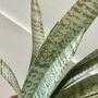 Artificial Potted Sansevieria Medium, thumbnail 7 of 8