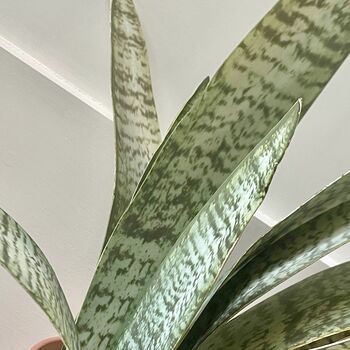 Artificial Potted Sansevieria Medium, 7 of 8