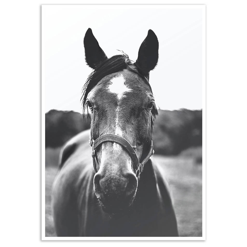Horse Print Black And White Art Print Animals Art By Abstract House