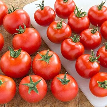 Tomato Plants 'Gardener's Delight' Six Plug Plant Pack, 7 of 7
