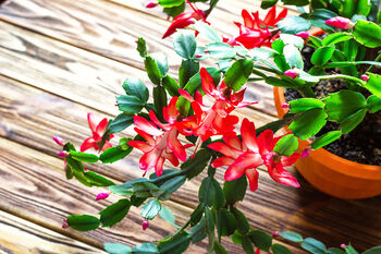 Christmas Cactus Red Caribbean Dancer Two X 13cm Pots, 3 of 6