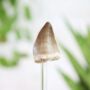 Mosasaurus Tooth Real Authentic Dinosaur Fossil Bell Jar, thumbnail 2 of 5