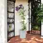 Clematis Warszawska Nike – Purple Climbing Blooms 3 L, thumbnail 1 of 5