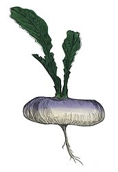 Lottie Day Logo