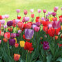 Spring Bulbs Tulips 'Mixed' 18 X Bulb Pack, thumbnail 3 of 5