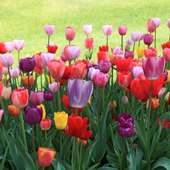 Spring Bulbs Tulips 'Mixed' 18 X Bulb Pack, 3 of 5