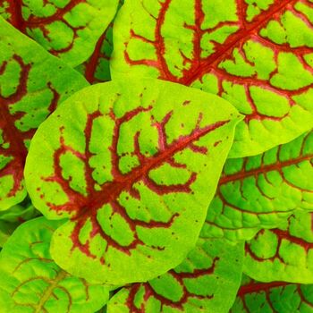 Vegetable Plant Sorrel 'Red Veined' 2x Plant 9cm Pots, 6 of 9