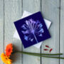 Agapanthus No.Two, thumbnail 2 of 2
