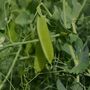 Peas 'Sugar Snap' 16 X Plant Pack, thumbnail 3 of 4