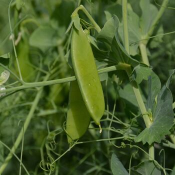 Peas 'Sugar Snap' 16 X Plant Pack, 3 of 4