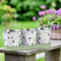 Forget Me Not Seeds With Pots On A Tray, thumbnail 11 of 11