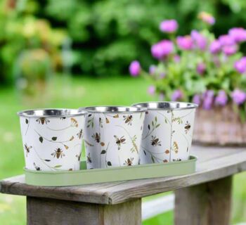 Forget Me Not Seeds With Pots On A Tray, 11 of 11