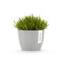 Ecopots Stockholm Herb Pot Made From Recycled Plastic, thumbnail 2 of 6