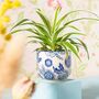 Blue Willow Plant Pot With Choice Of Plant, thumbnail 3 of 3