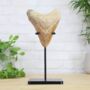 Xl Megalodon Tooth Bespoke Steel Stand Real Authentic Jurassic Dinosaur Fossil Natural History Interior Design Home Decor Display Gift Ornament, thumbnail 1 of 5