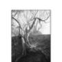 Tree Branches, Suffolk Photographic Art Print, thumbnail 3 of 4