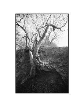 Tree Branches, Suffolk Photographic Art Print, 3 of 4