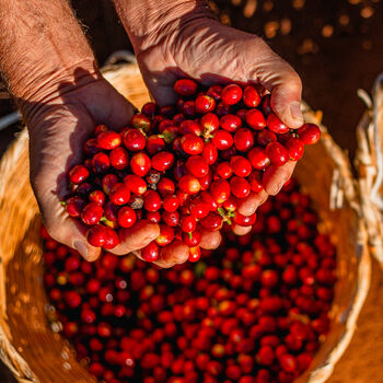 Adopt A Coffee Tree Specialty Coffee Subscription, 12 of 12