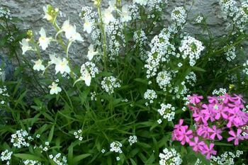 Eco Friendly Plantable Multicoloured Seed Paper Flowers, 4 of 11