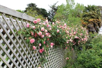 Climbing Rose 'Compassion' Plant In 5 L Pot, 4 of 4