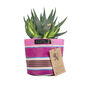 Striped Recycled House Plant Pot Covers Three Sizes, thumbnail 3 of 12