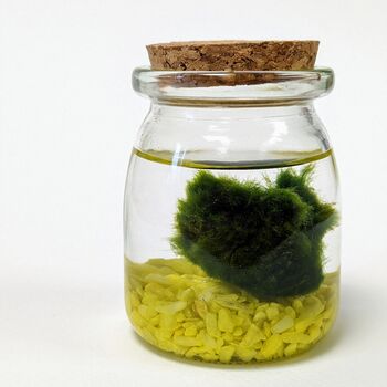Marimo Moss Ball Kit Plant Lover Gift, 7 of 12