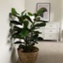 Realistic Artificial Fiddle Fig Plant, thumbnail 1 of 2