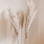 Pampas Grass Stems 90 Cm Bleached Or Natural, thumbnail 1 of 5