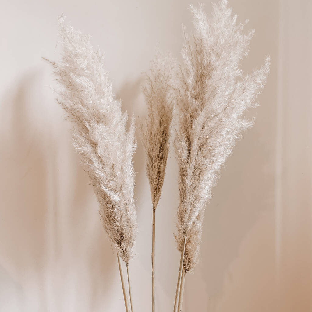 Pampas Grass Stems 90 Cm Bleached Or Natural, 1 of 5